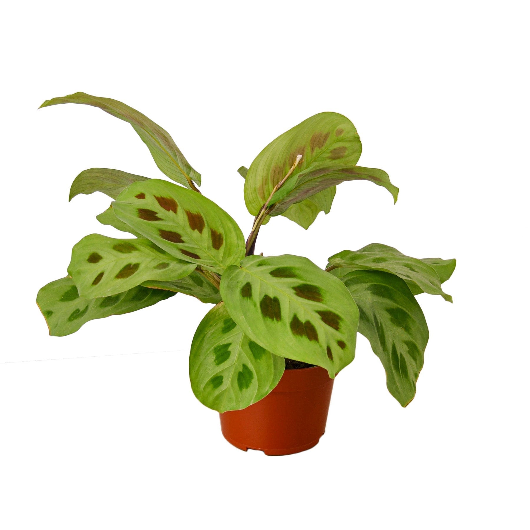 Maranta 'Leuconeura' Indoor House Plant