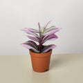 Tradescantia 'Nanouk'