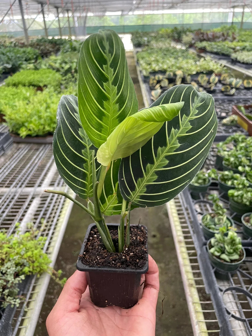 Maranta 'Lemon Lime' Pet Friendly Plant