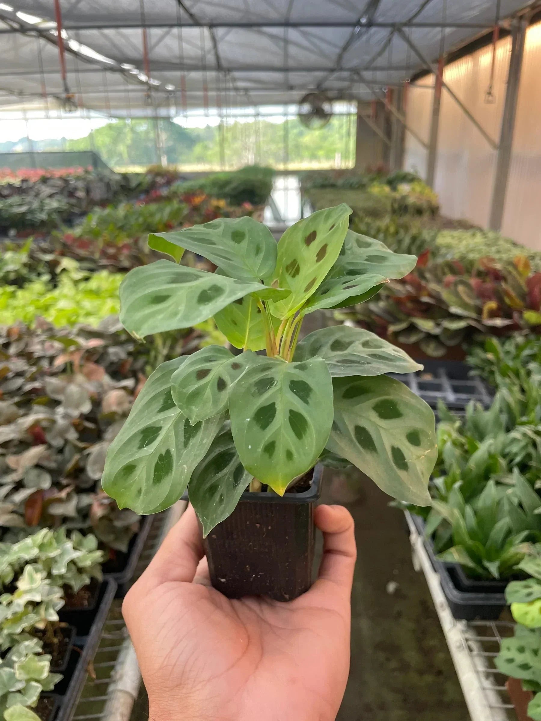 Maranta 'Leuconeura' Indoor House Plant