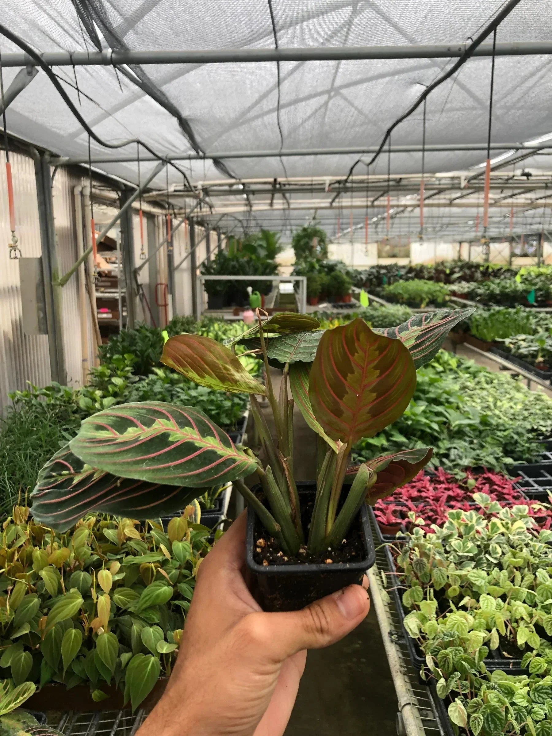 Maranta Red Prayer Plant