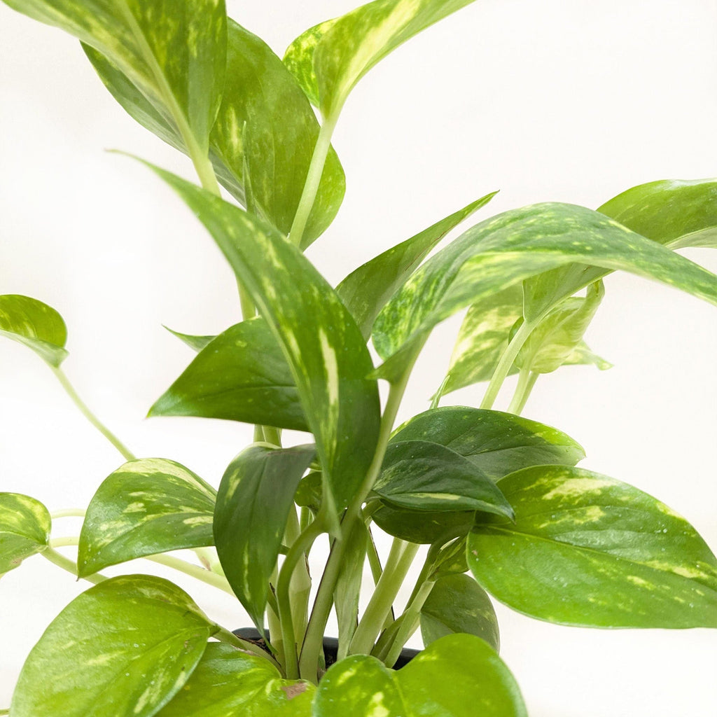 Pothos 'Golden'