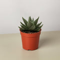 A haworthia savanna succulent plant in an orange plastic pot on a white and cream background