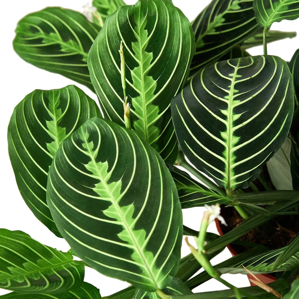 Maranta 'Lemon Lime' Pet Friendly Plant