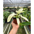 Philodendron  florida white ghost in a plastic terracotta colored pot held by a hand with greenhouse setting in the background
