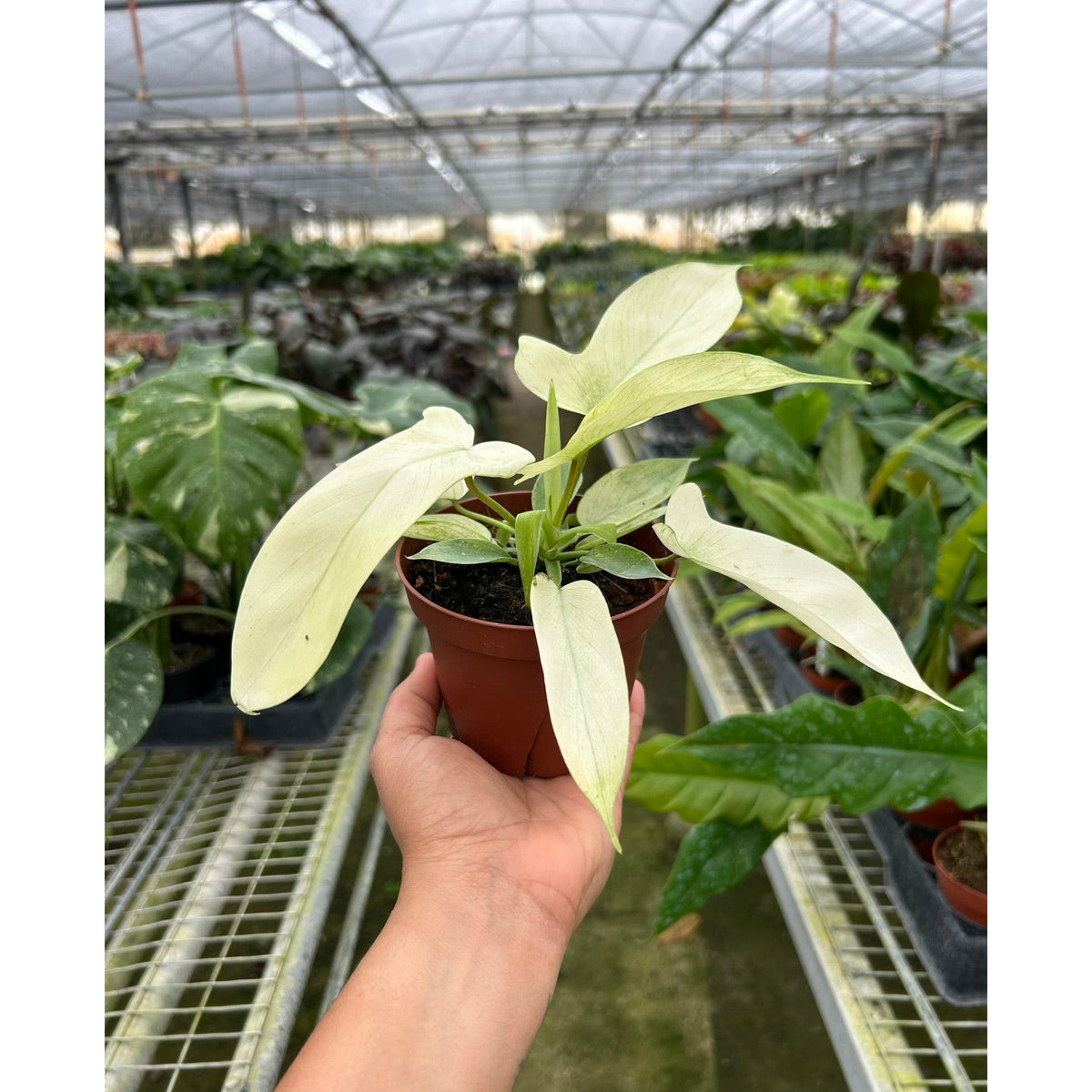 Philodendron  florida white ghost in a plastic terracotta colored pot held by a hand with greenhouse setting in the background

