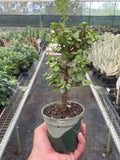 a dwarf jade bonsai tree in a dark and light green plastic pot being held by a hand  in a greenhouse setting