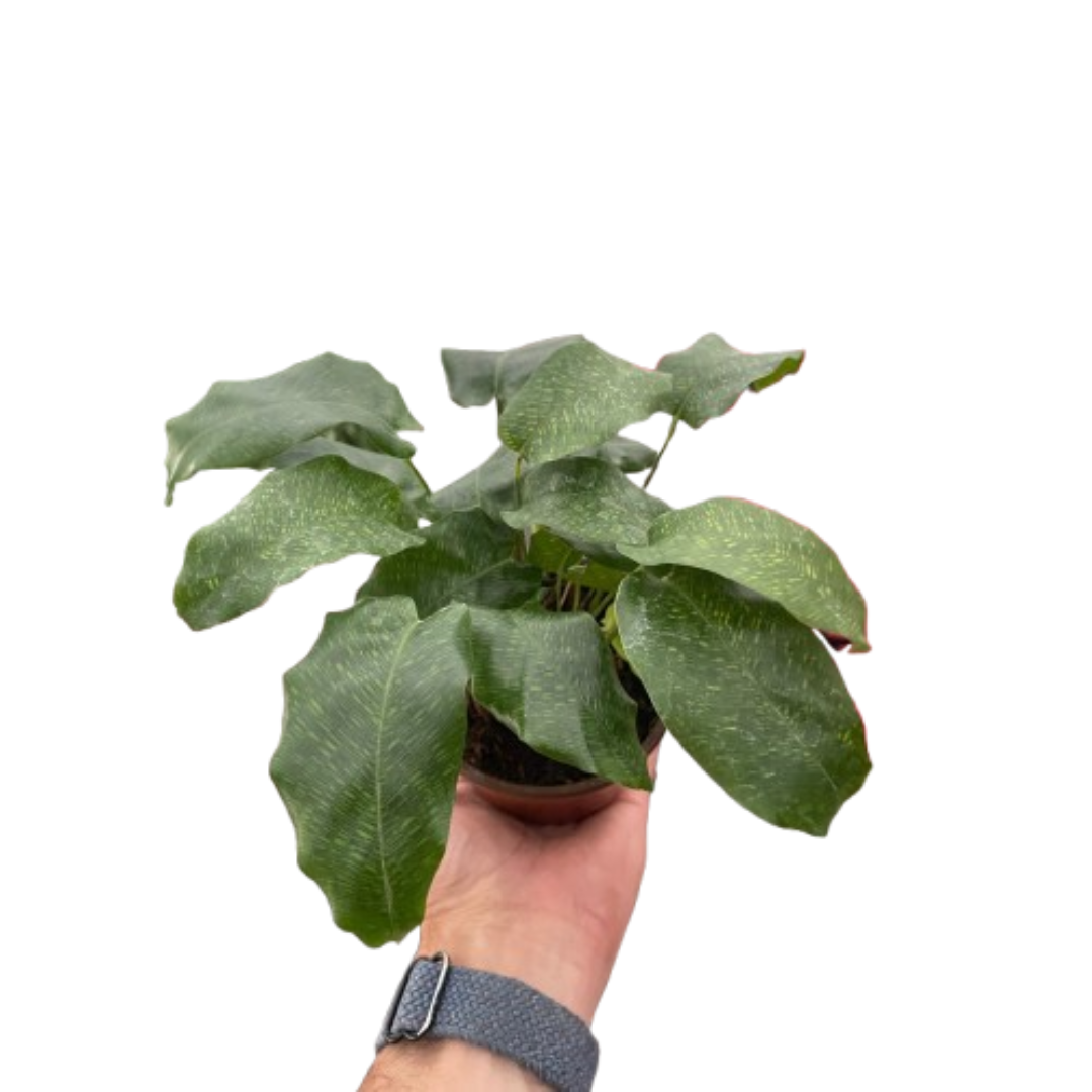 Calathea 'Musaica'by House Plant Shop