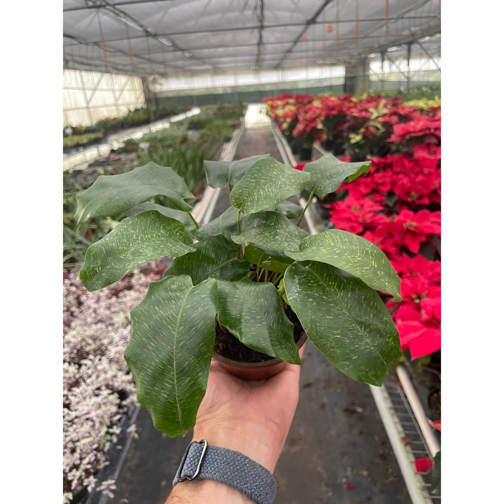 Calathea 'Musaica'by House Plant Shop