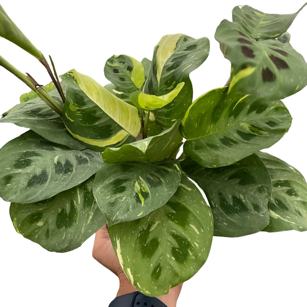Maranta Variegated 'Beauty Kim' House Plant