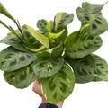Maranta Variegated 'Beauty Kim' House Plant