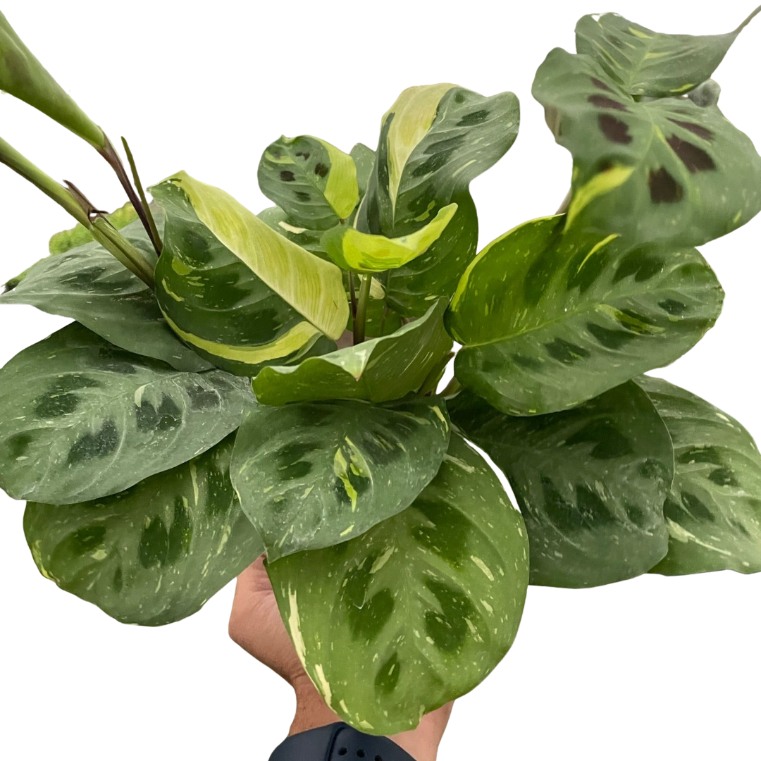 Maranta Variegated 'Beauty Kim' House Plant