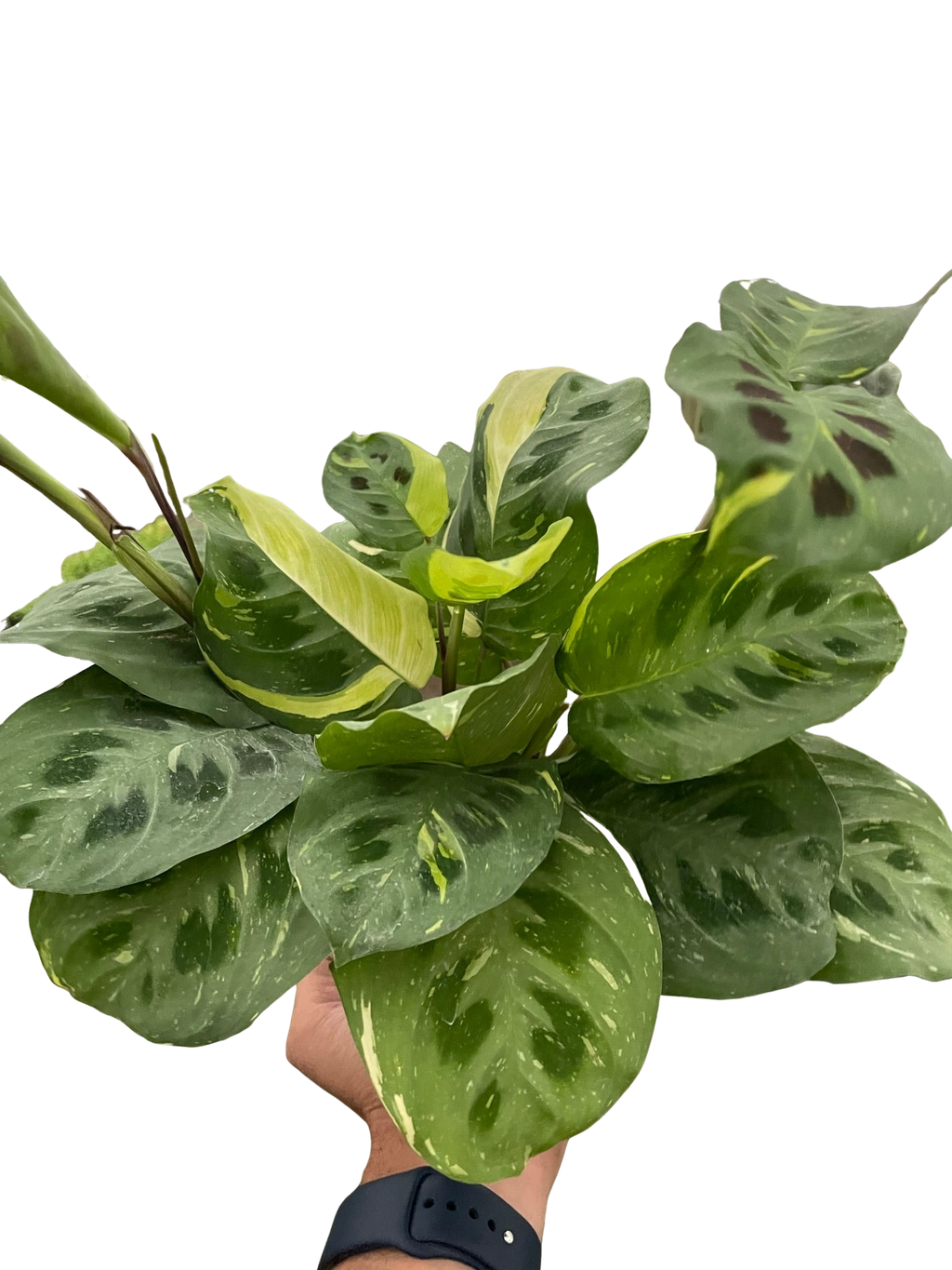 Maranta Variegated 'Beauty Kim' House Plant