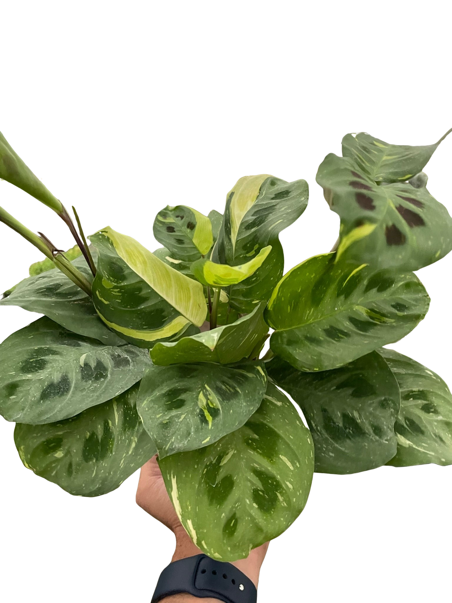 Maranta Variegated 'Beauty Kim' House Plant