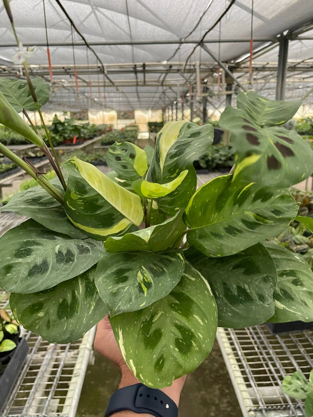 Maranta Variegated 'Beauty Kim' House Plant