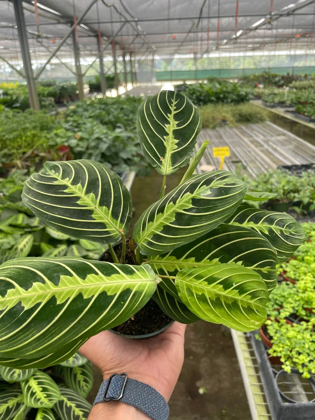 Maranta 'Lemon Lime' Pet Friendly Plant