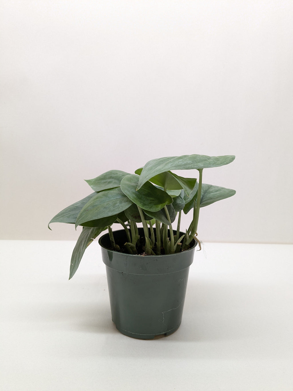 Scindapsus Platinum Java By House Plant Shop