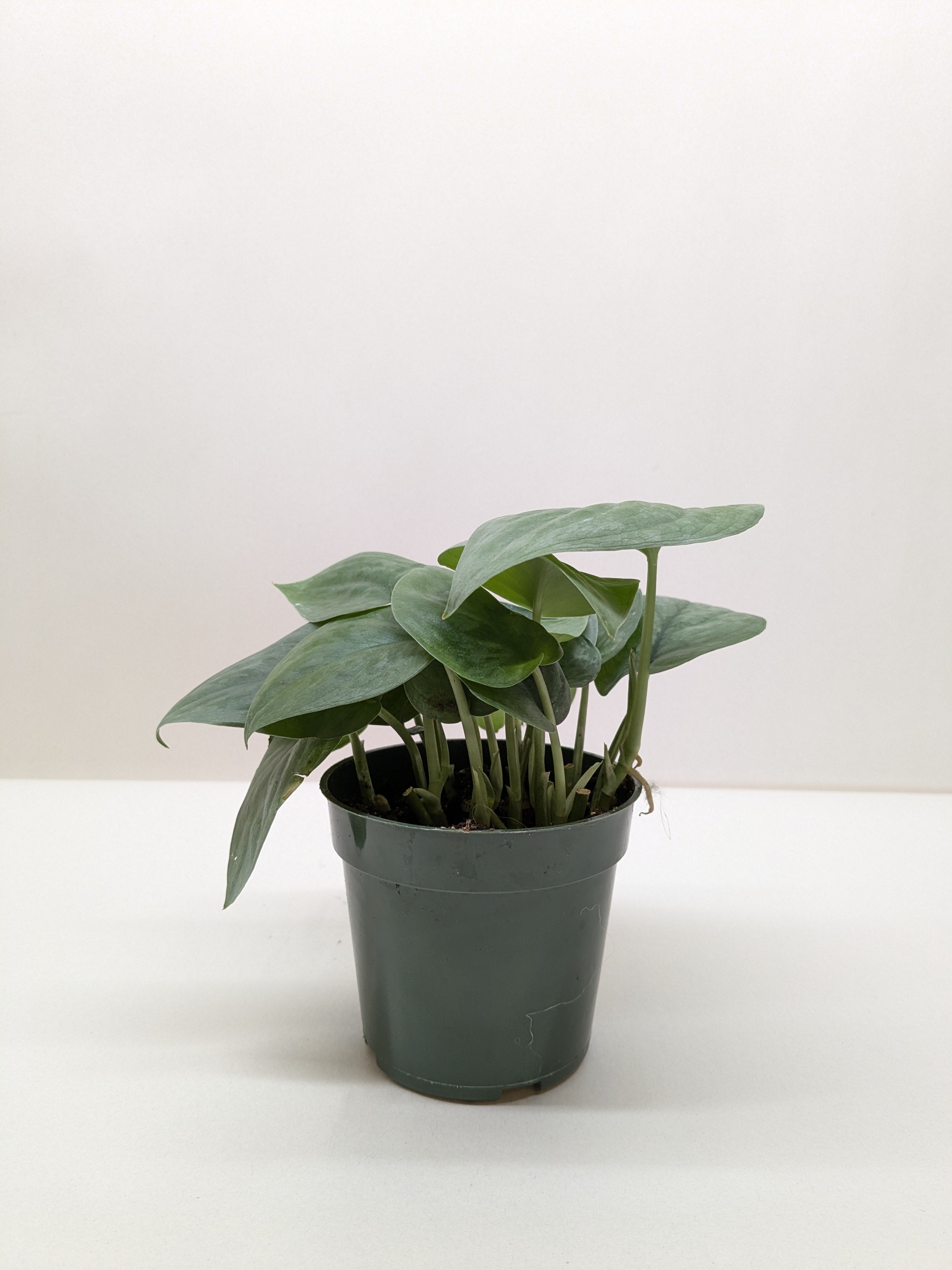 Scindapsus Platinum Java By House Plant Shop