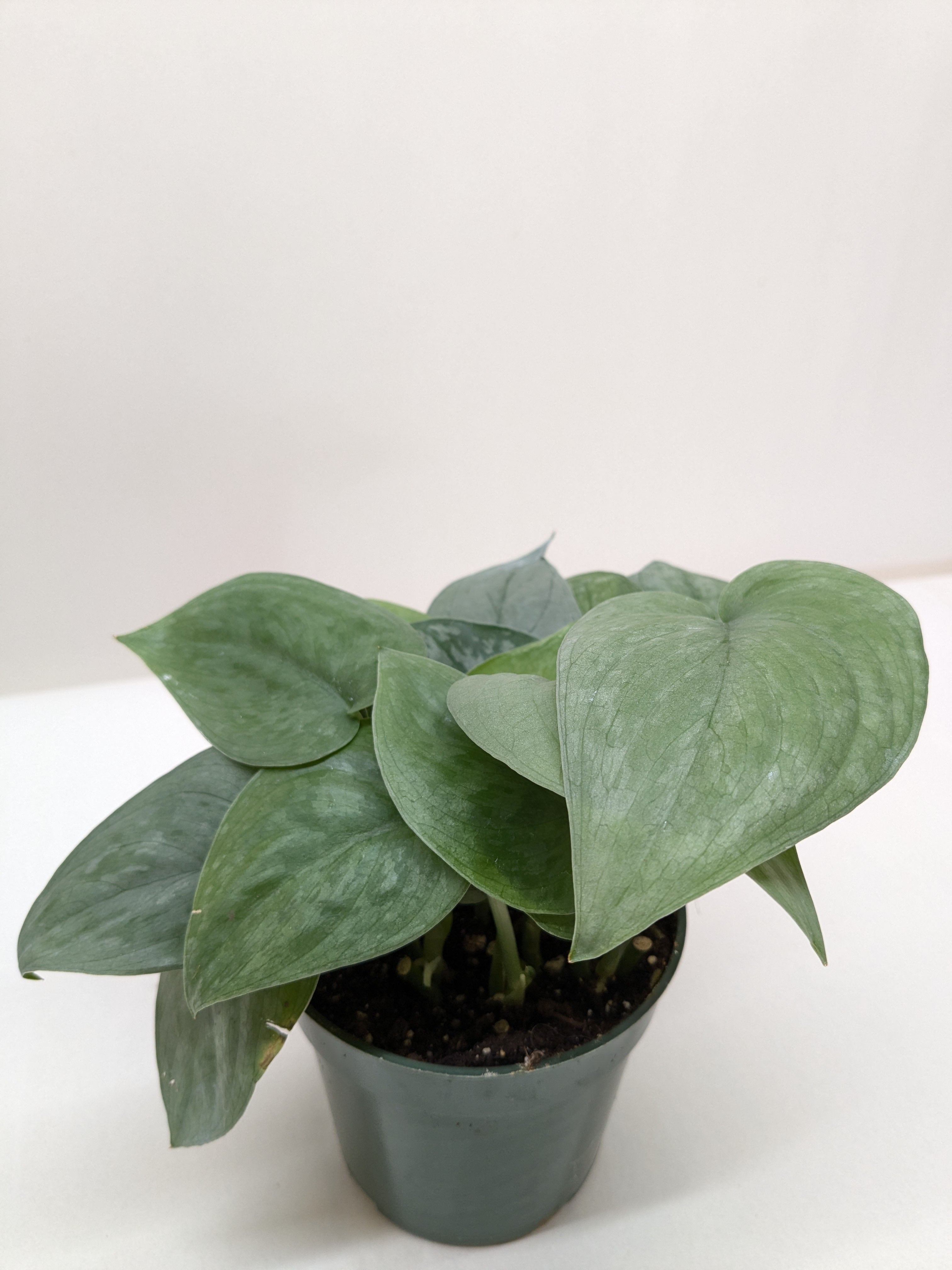 Scindapsus Platinum Java By House Plant Shop