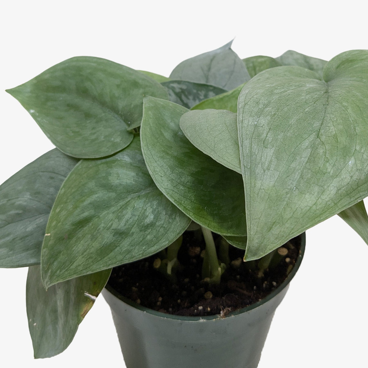 A green scindapsus platinum java close up in a dark green plastic pot