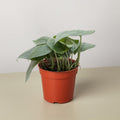 A  green scindapsus platinum Java Plant  in an orange pot on a white and cream background
