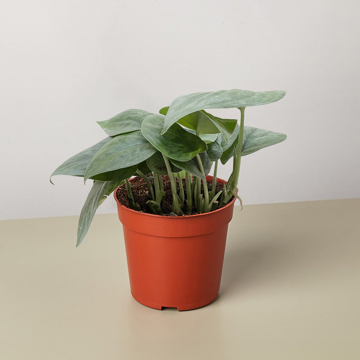 A  green scindapsus platinum Java Plant  in an orange pot on a white and cream background