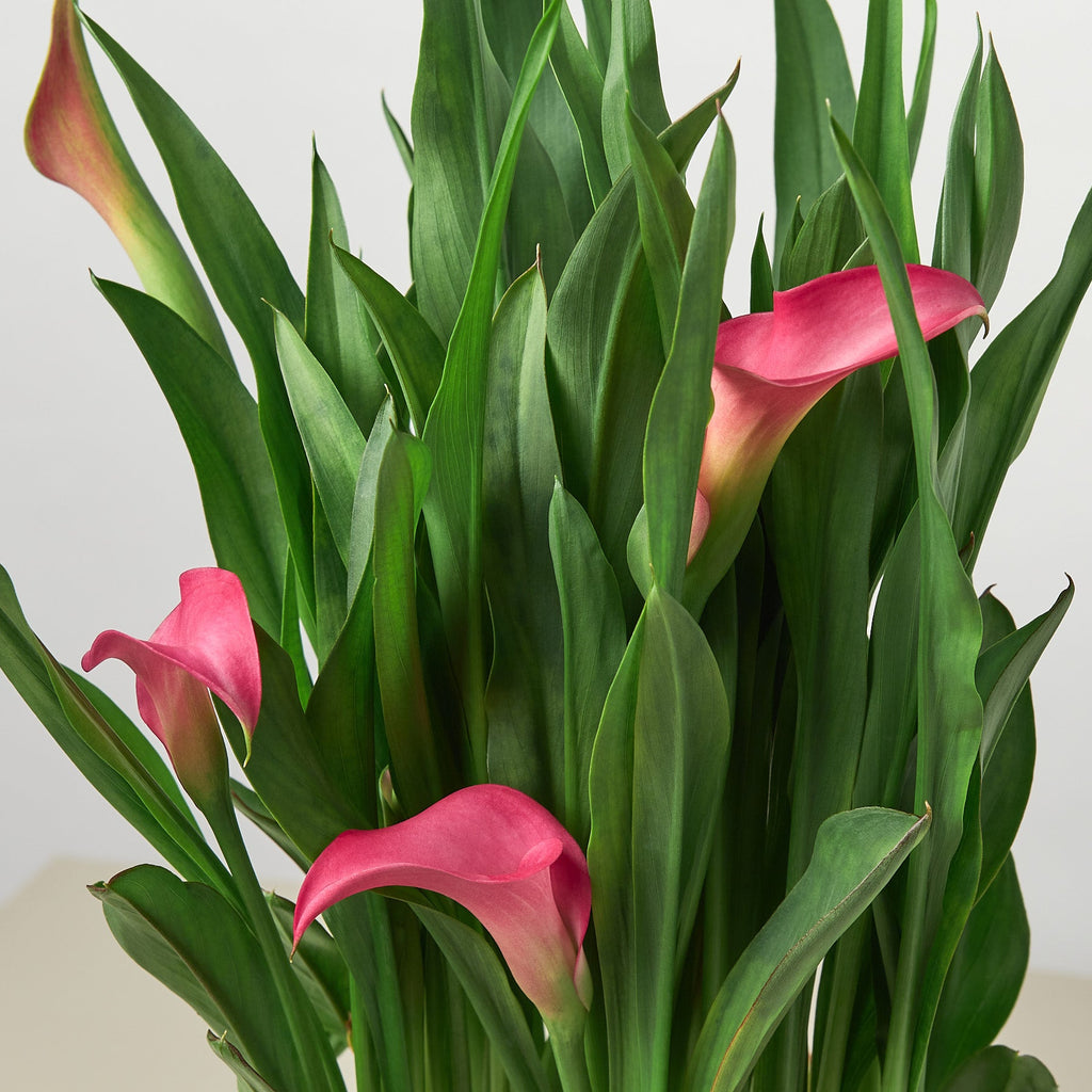 Close up  of  a pink Callalily with green foliage on a white background