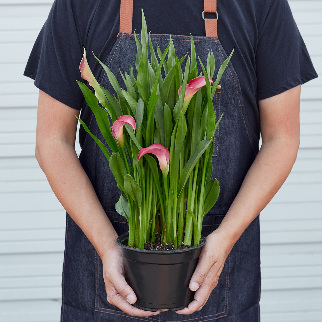 A Person with an apron holding a pink callalily with green foliage in a black plastic pot on a white background