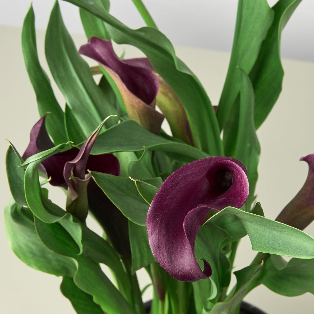 Close up of a Purple Callalily with green foliage on a white background
