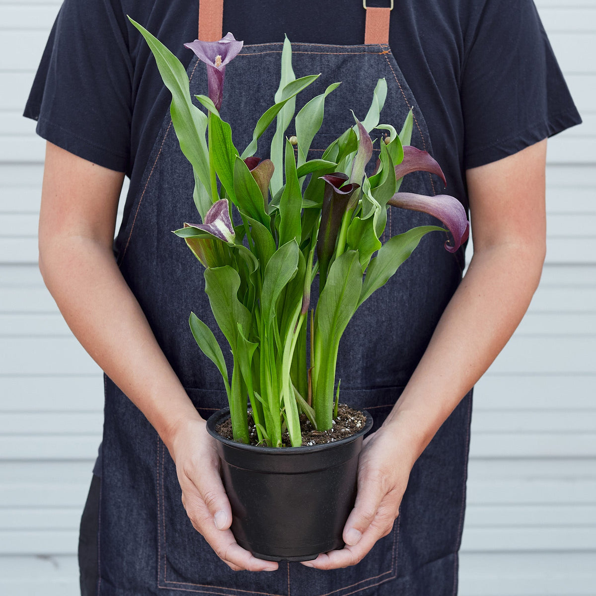 A person wearing an apron holding a Purple Callalily with green foliage in a black pot on a white background