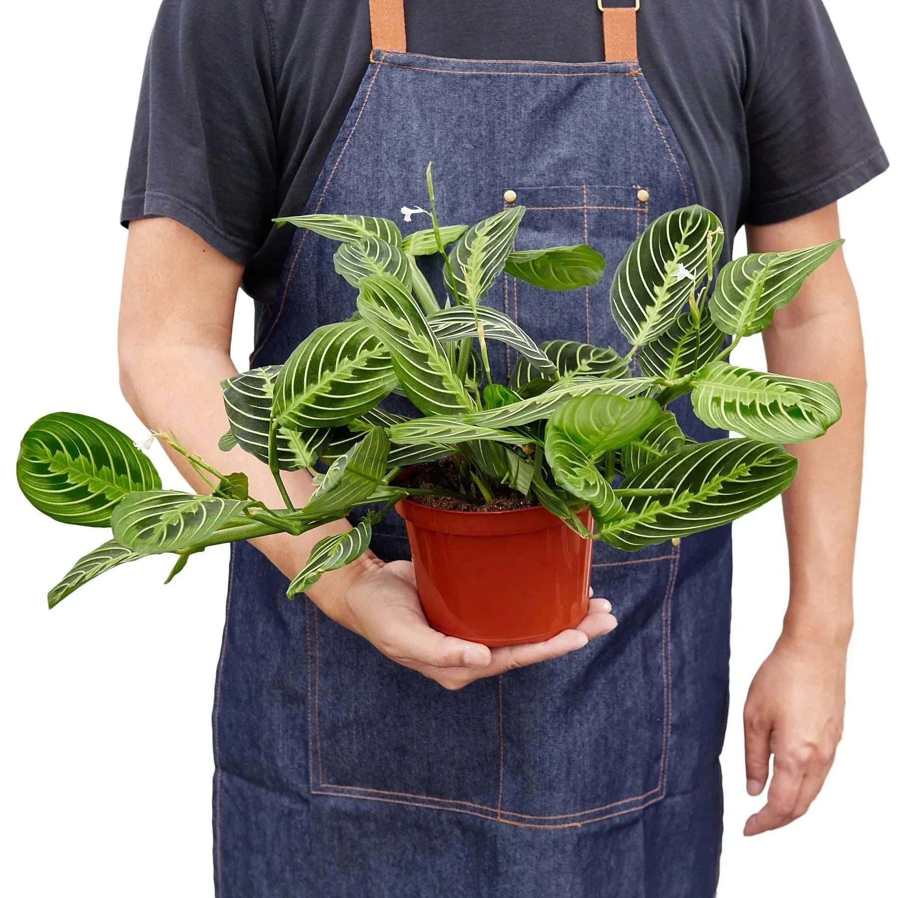 Maranta 'Lemon Lime' Pet Friendly Plant