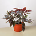Potted Begonia Corallina Plant in a terracotta orange color plastic pot on a white and cream color background