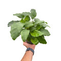 Calathea 'Musaica'by House Plant Shop