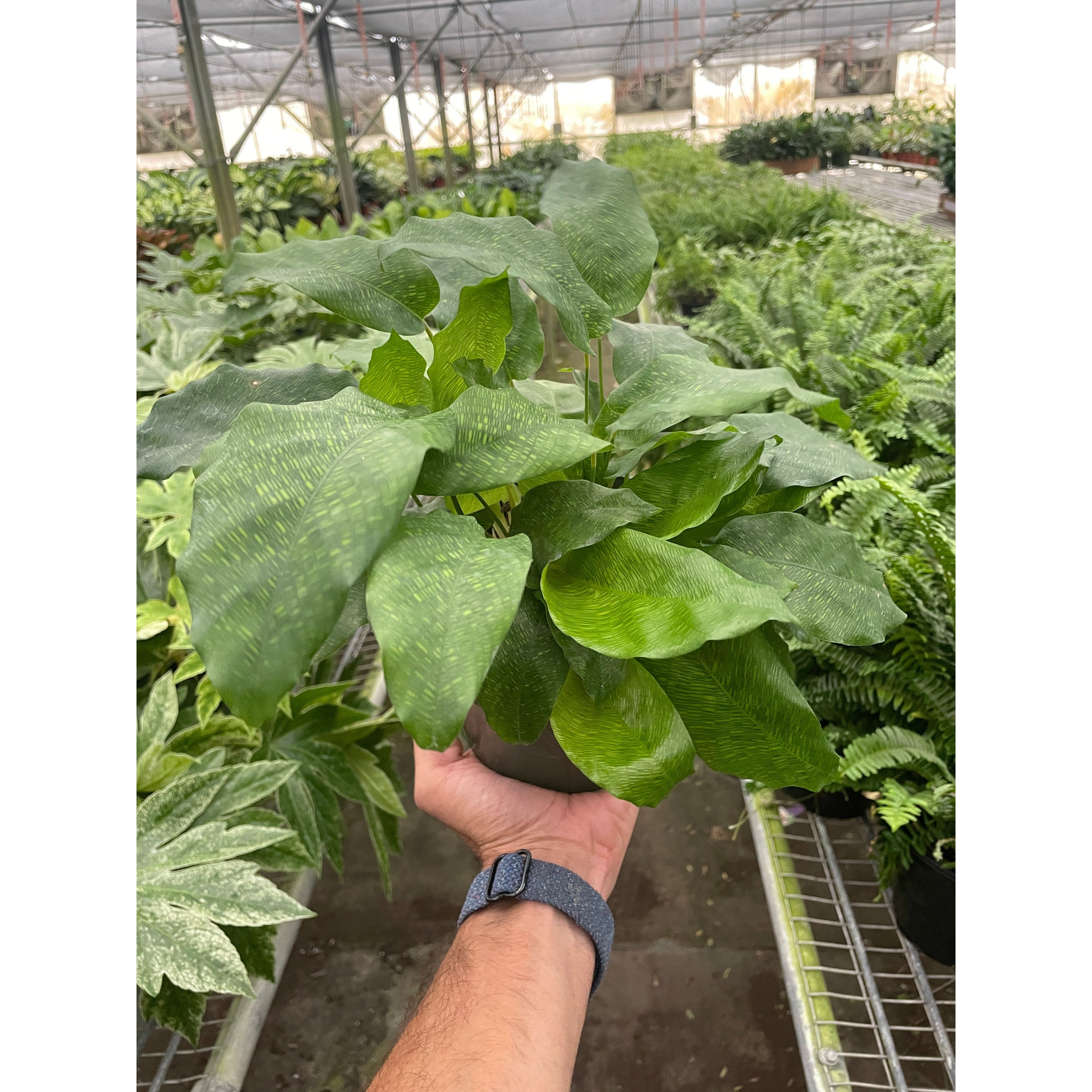 Calathea 'Musaica'by House Plant Shop