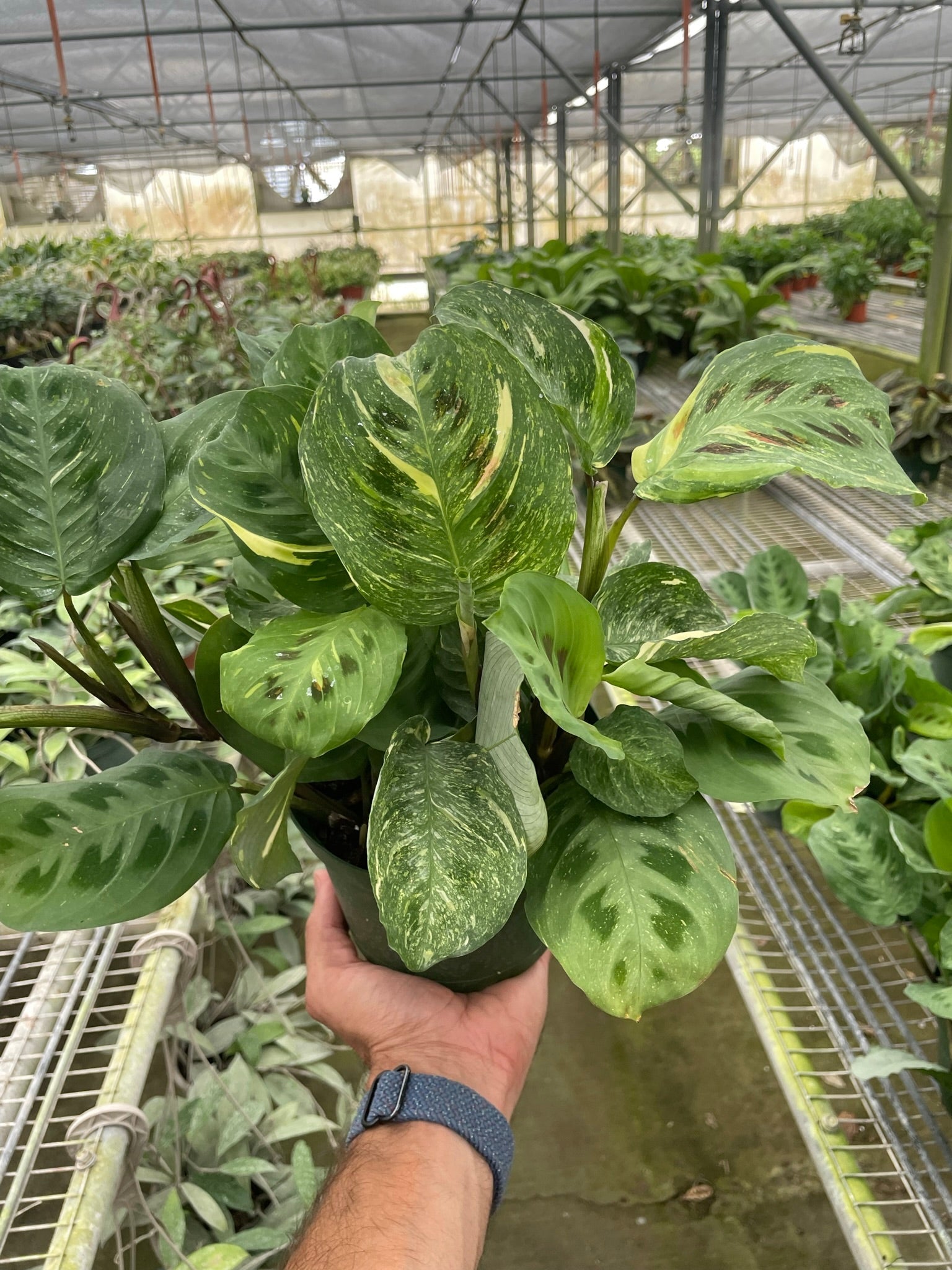 Maranta Variegated 'Beauty Kim' House Plant