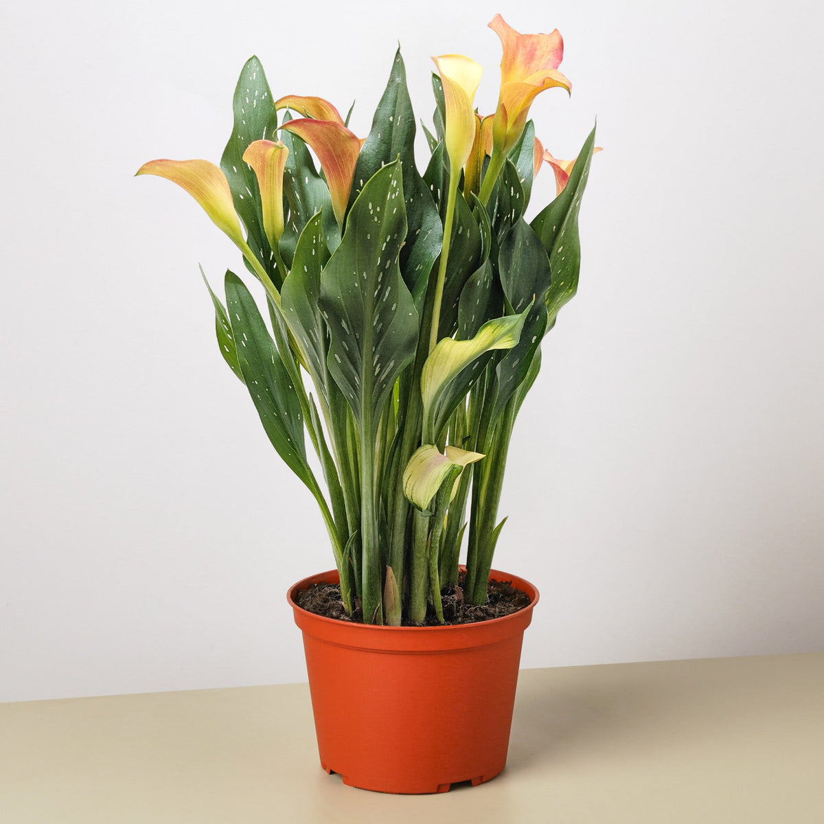 An Orange and Yellowish Callalily  with speckled green foliage in an orange terracotta colored plastic pot  on a white and cream background