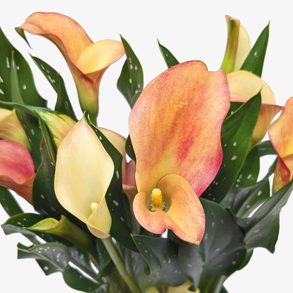 A close up of an orange and yellowish  colored Callalily Plant with green foliage on a white background