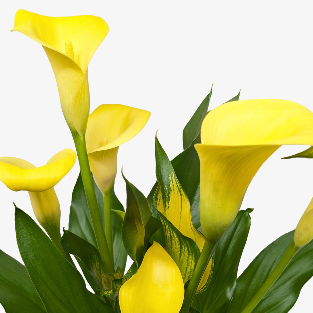 Close up of a yellow Callalily with green and yellow foliage on a white background