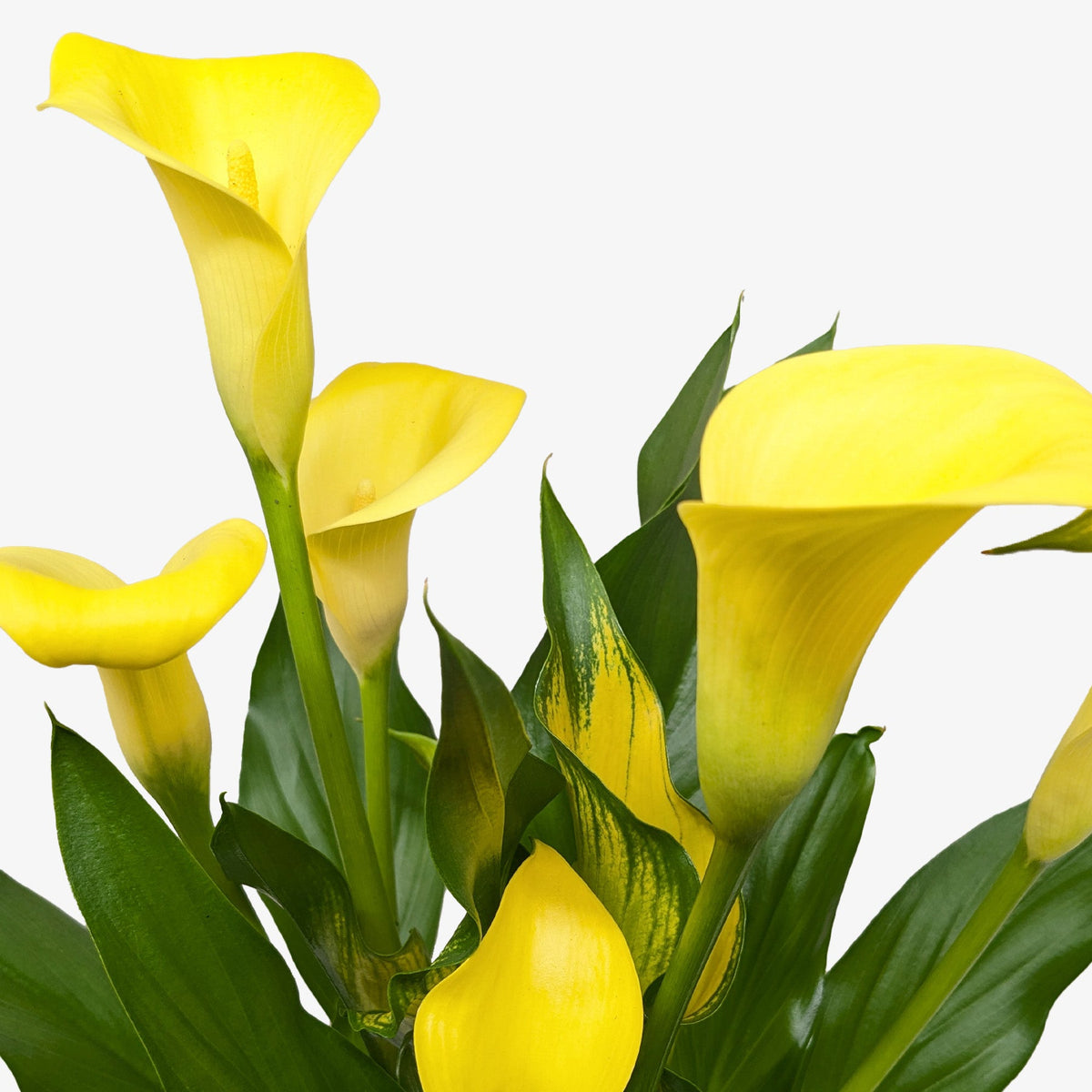 Close up of a yellow Callalily with green and yellow foliage on a white background