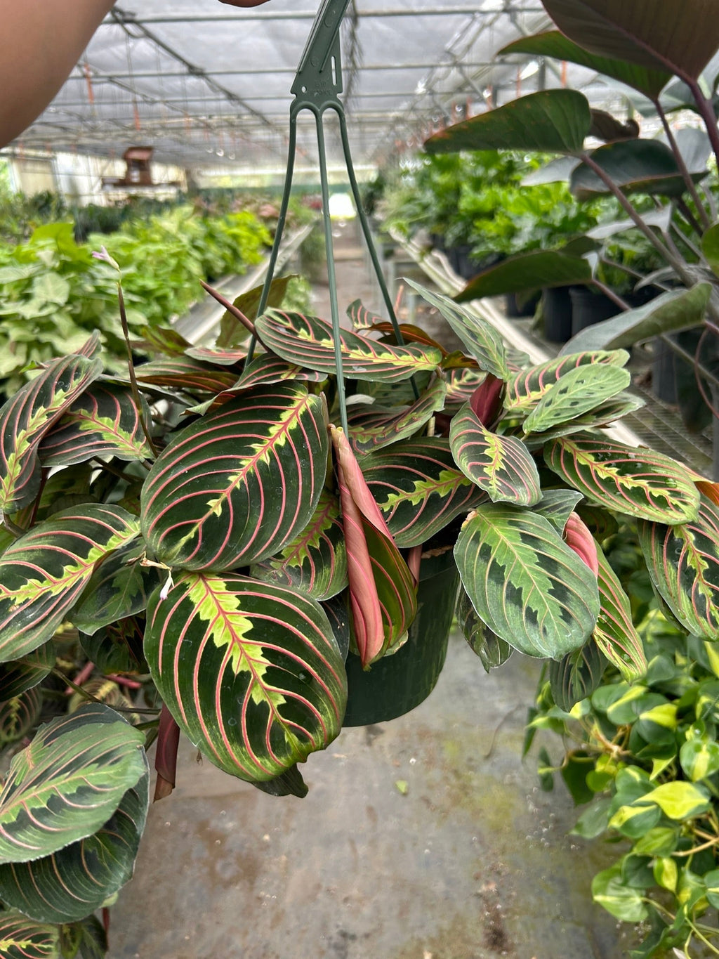 Maranta Red Prayer Plant
