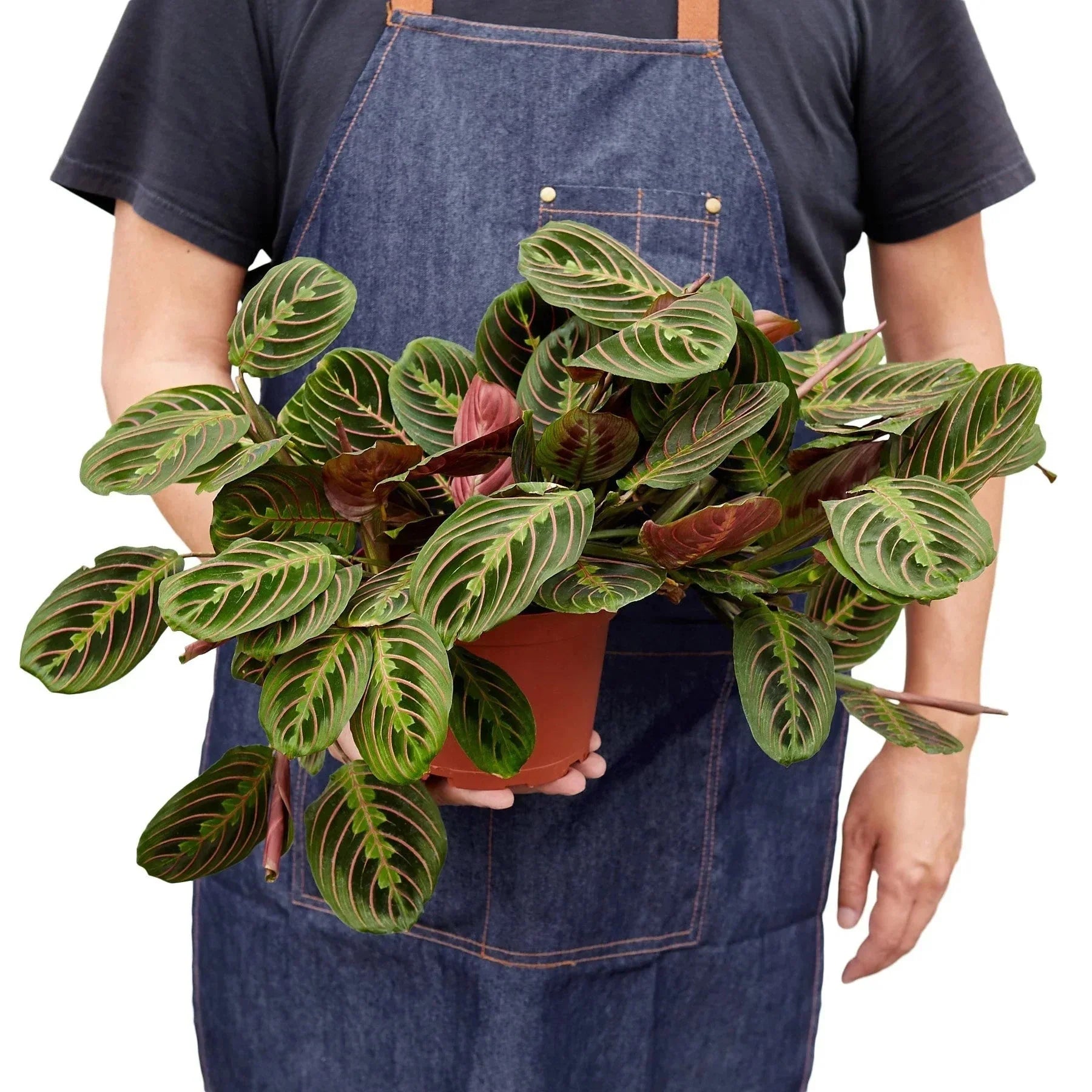 Maranta Red Prayer Plant