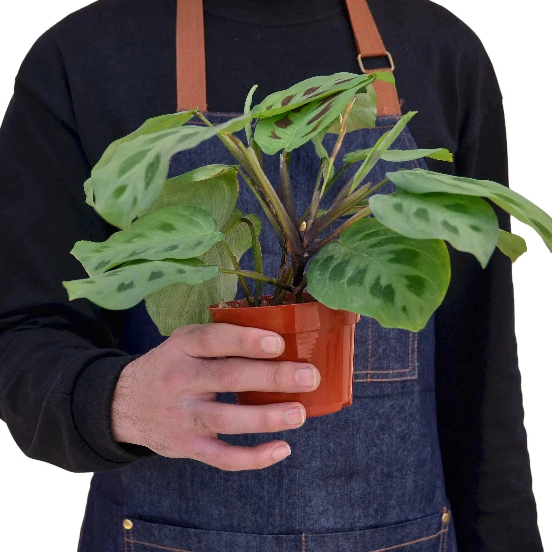 Maranta 'Leuconeura' Indoor House Plant