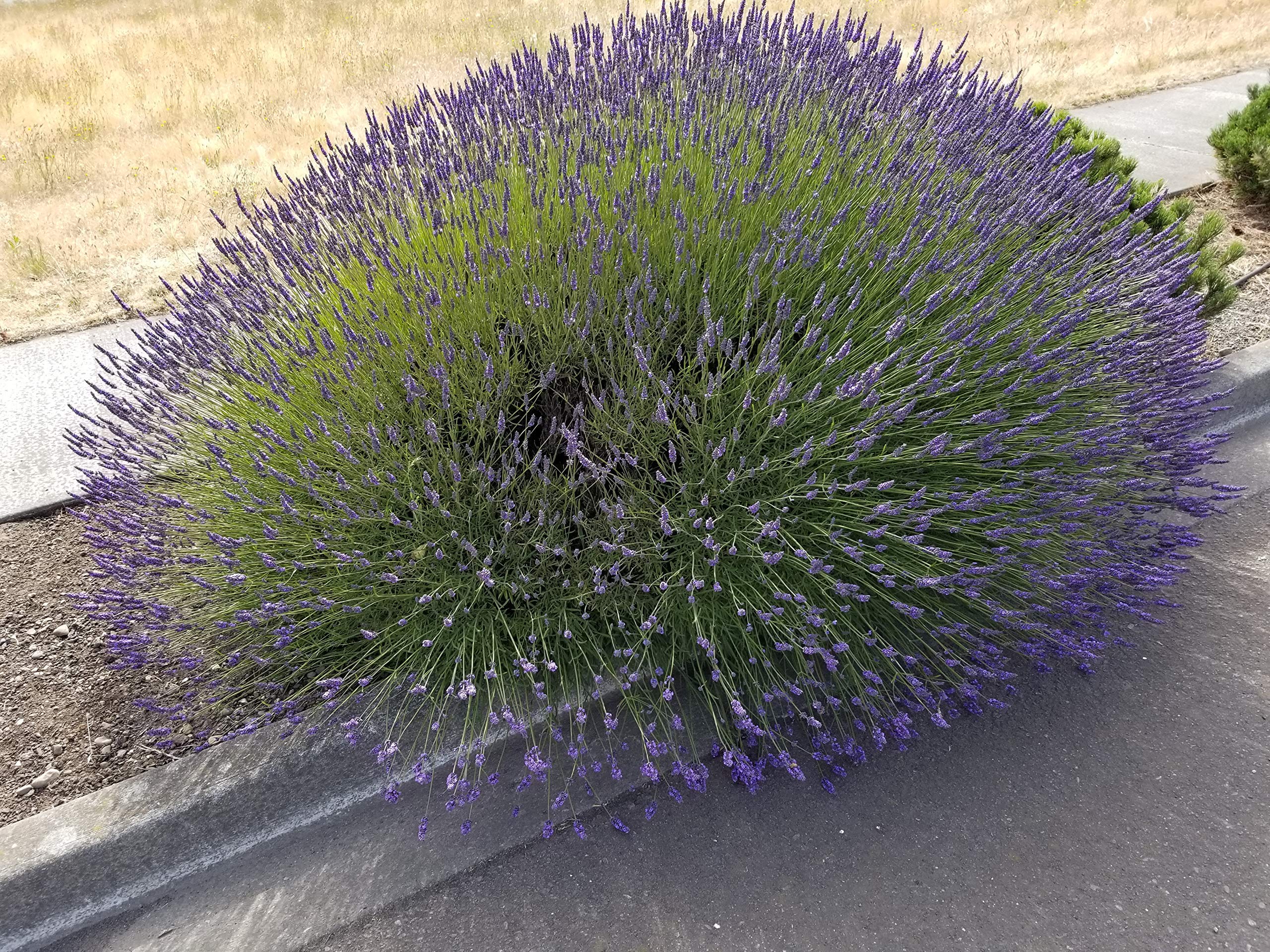 Lavender Phenomenal 2.5QT Size Pot