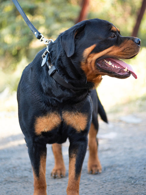 Agitation Leather Pet Collar