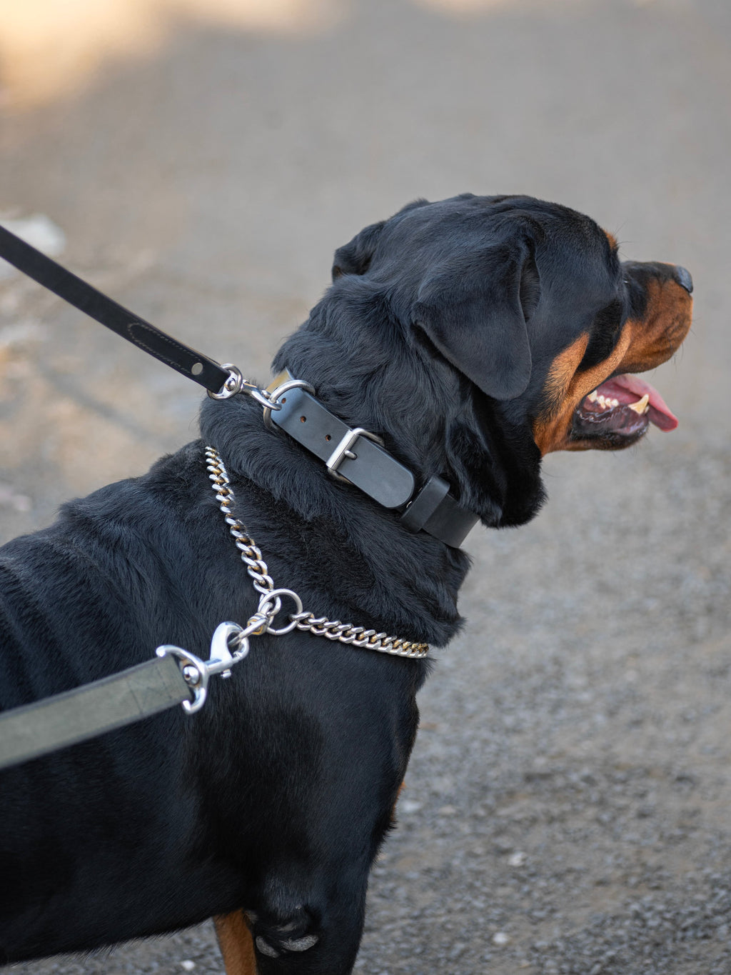Agitation Leather Pet Collar