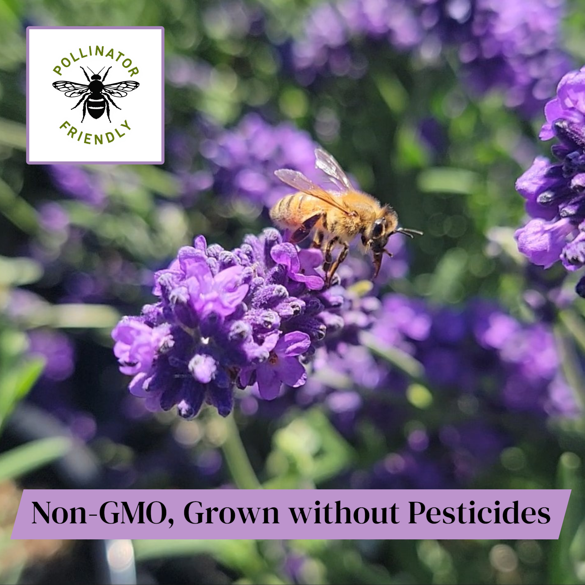 Lavender French Provence - 2.5QT Size Pot