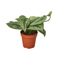 Pothos 'Silver Splash'