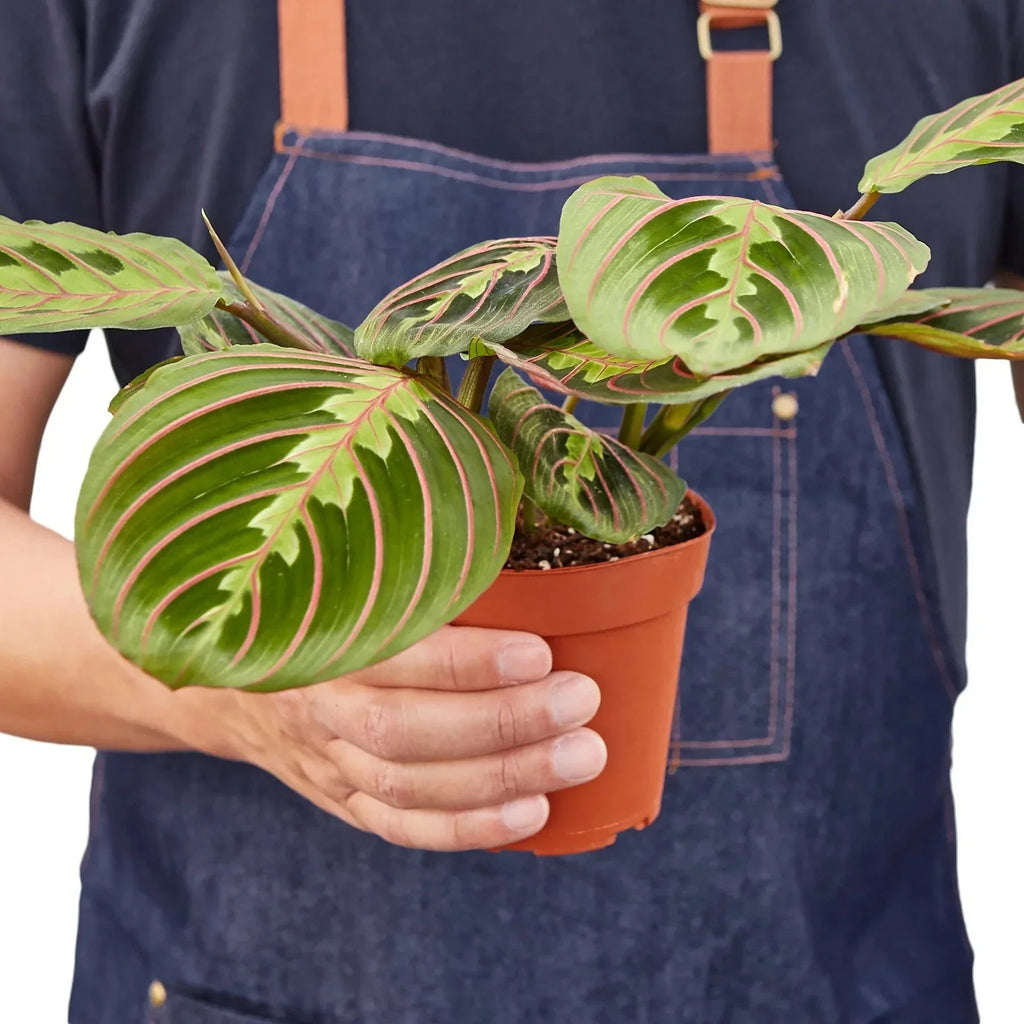 Maranta Red Prayer Plant