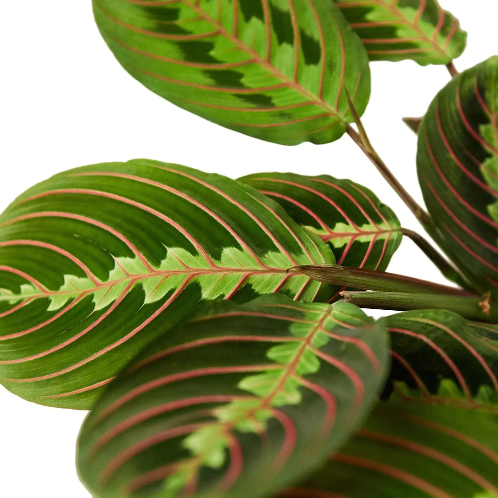Maranta Red Prayer Plant
