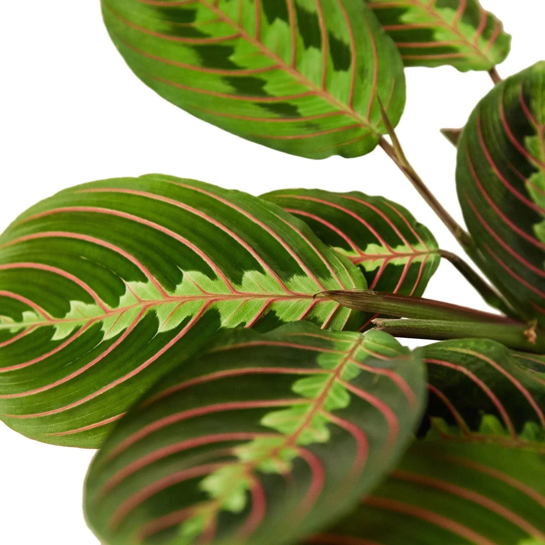 Maranta Red Prayer Plant
